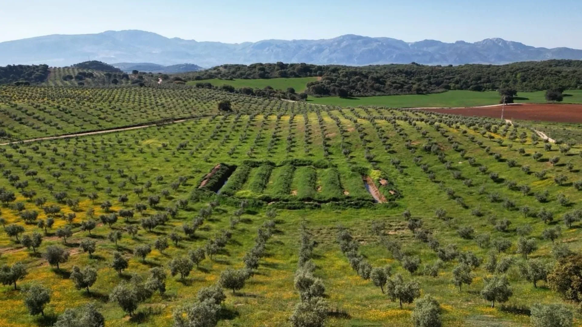 26.6 hectares olive farm for sale in Antequera - View 6
