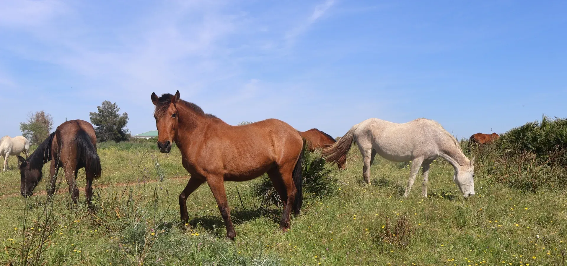 1,030 hectare farm for sale in Spain - View 11