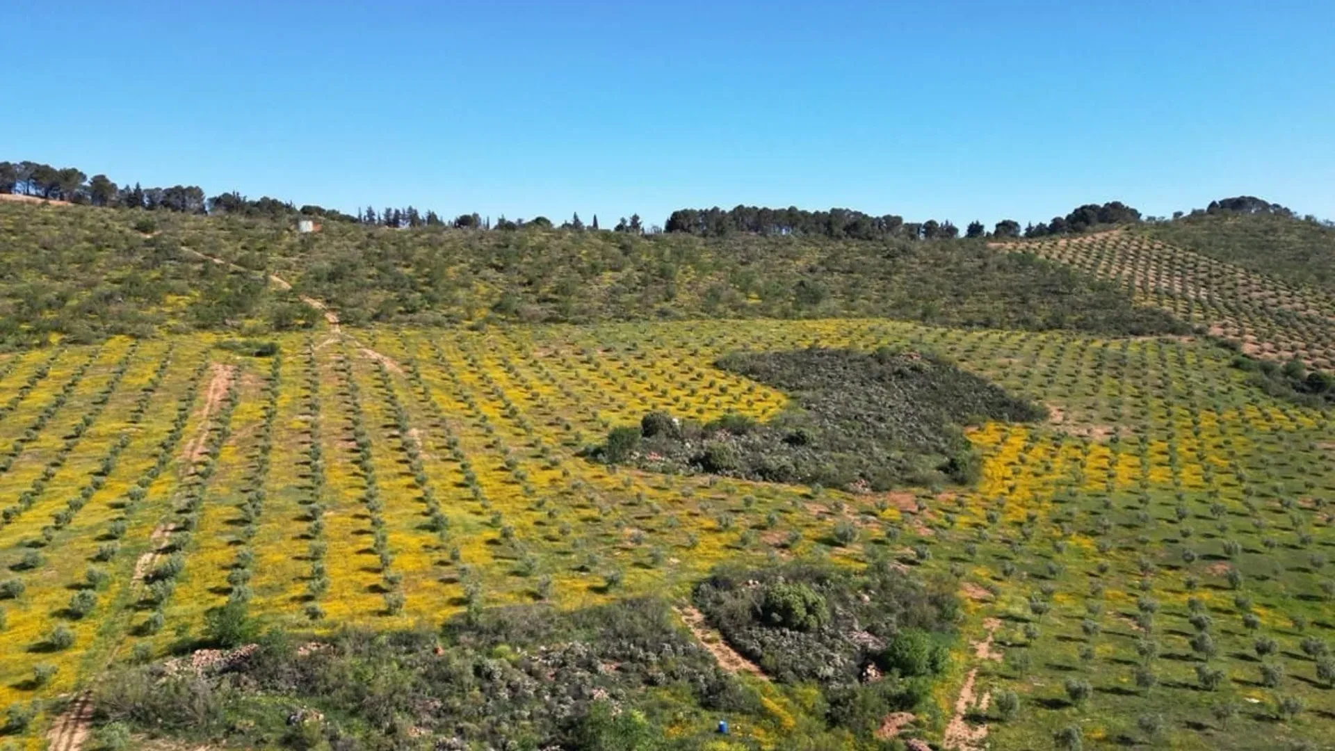 26.6 hectares olive farm for sale in Antequera - View 8