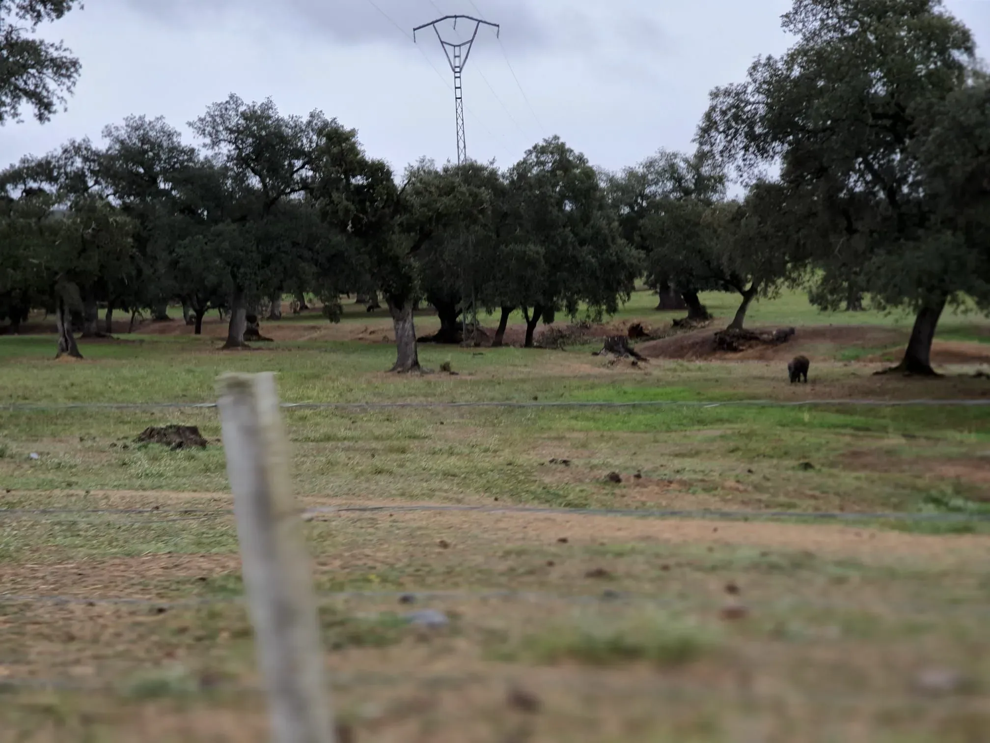 3000 hectares for sale in Andalusia - View 6