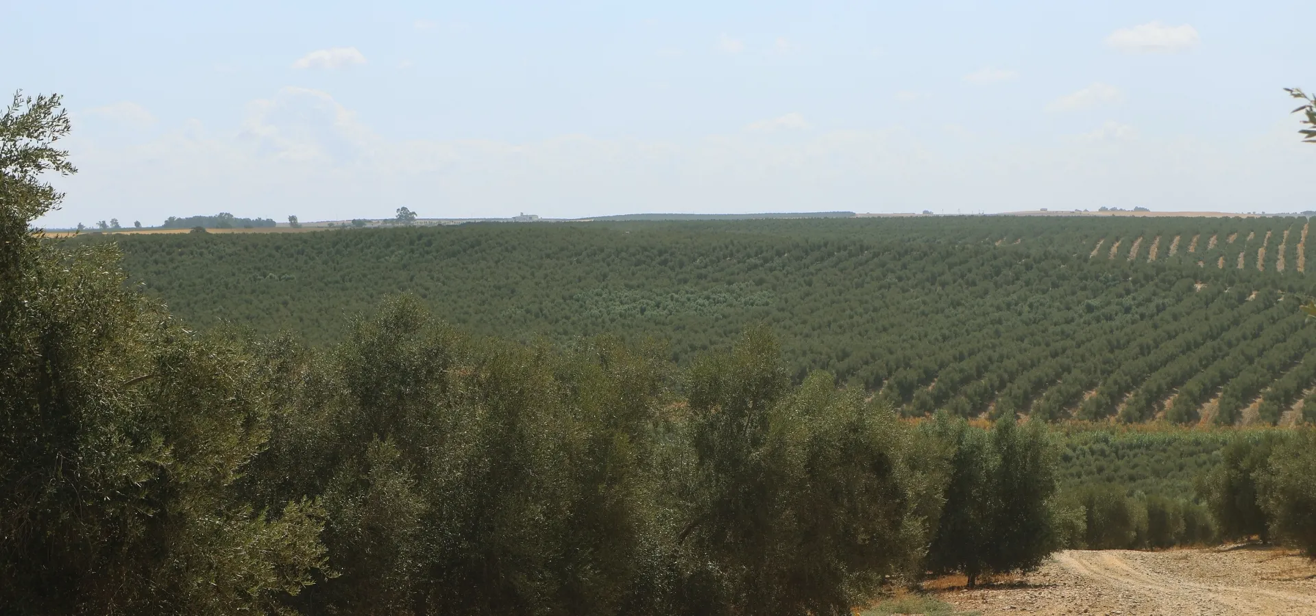 706.38-hectare olive farm for sale in Seville - View 8