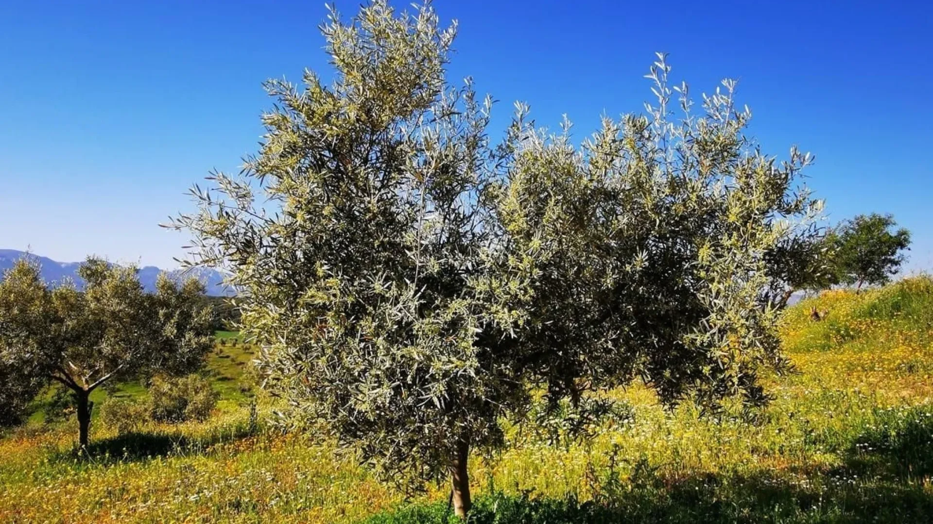 26.6 hectares olive farm for sale in Antequera - View 10