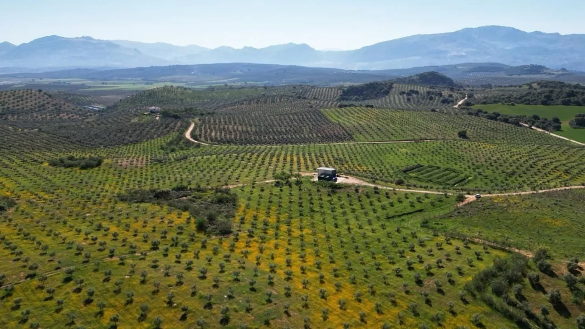 26.6 hectares olive farm for sale in Antequera - View 11