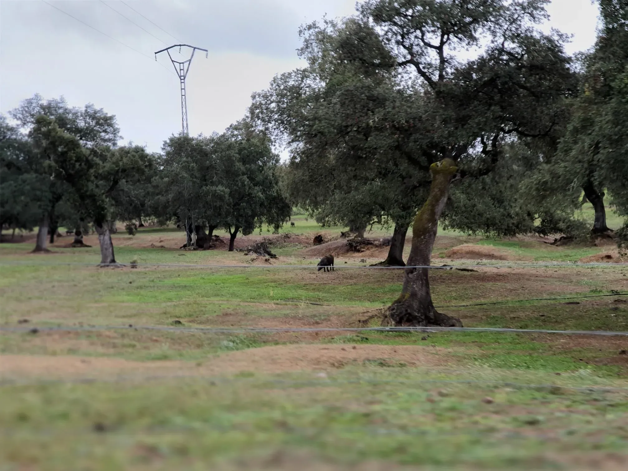 3000 hectares for sale in Andalusia - View 7