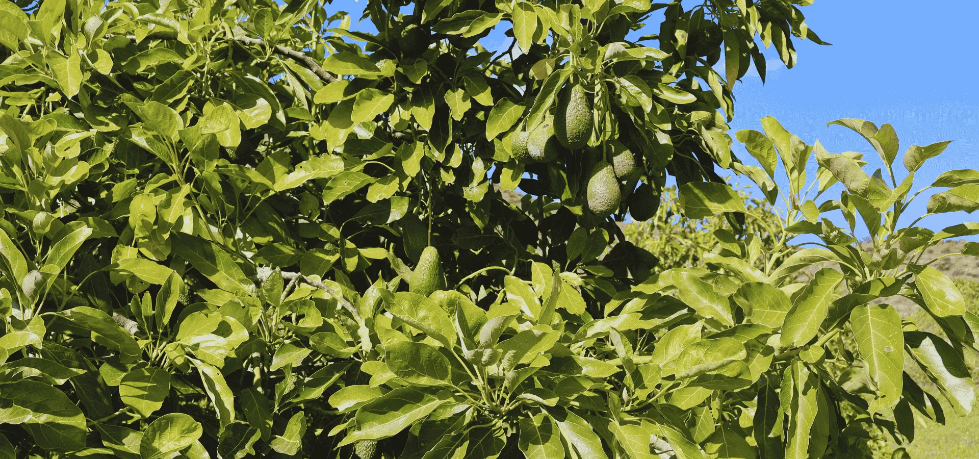 49-Hectare Agricultural Paradise: Avocado, Corn, and Mountain Farm - View 9