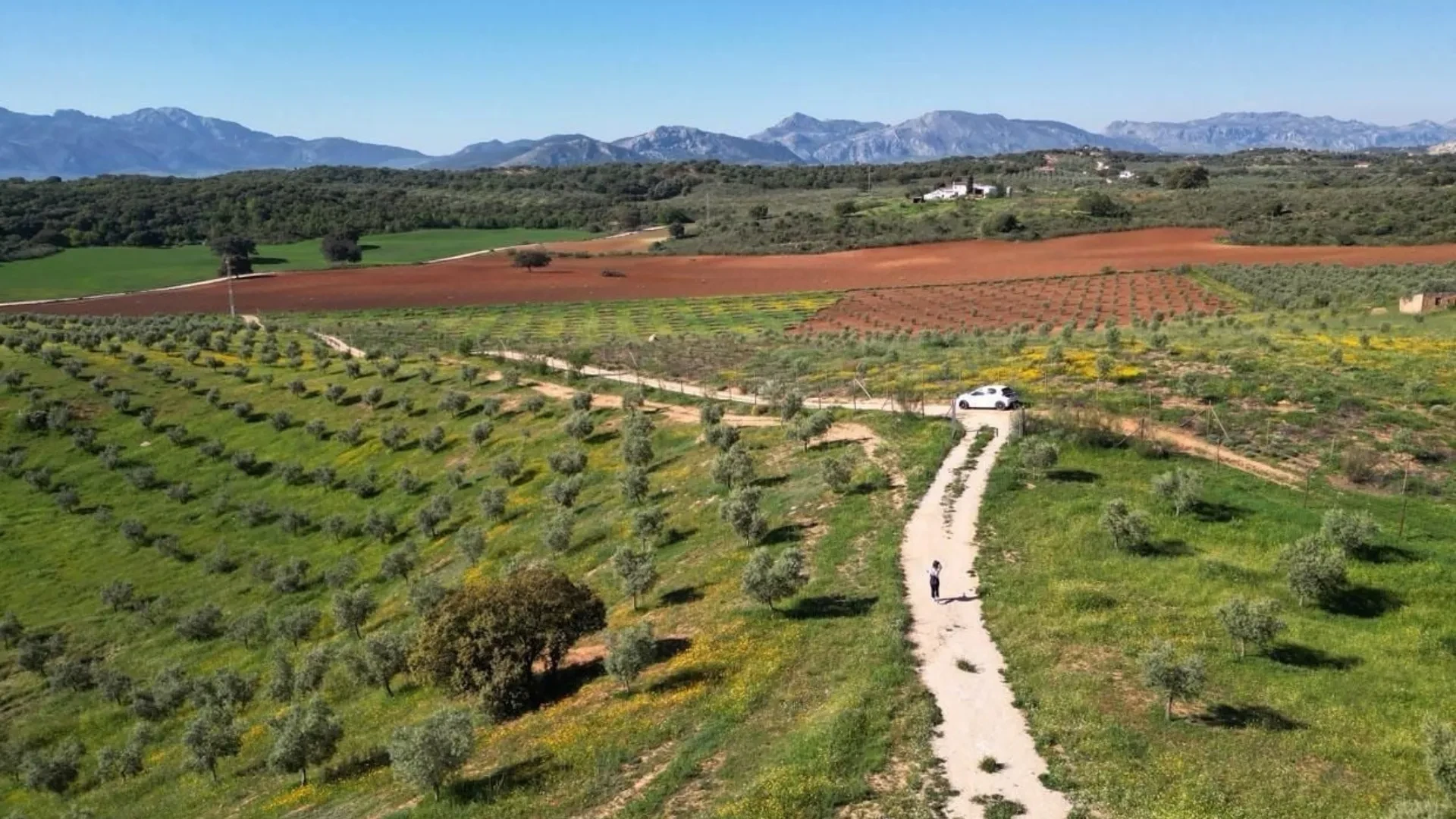 26.6 hectares olive farm for sale in Antequera - View 9