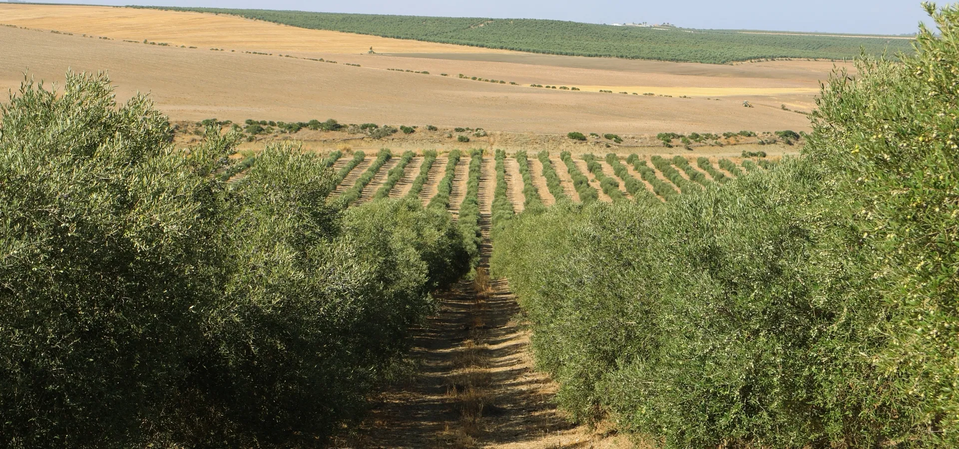 706.38-hectare olive farm for sale in Seville - View 10