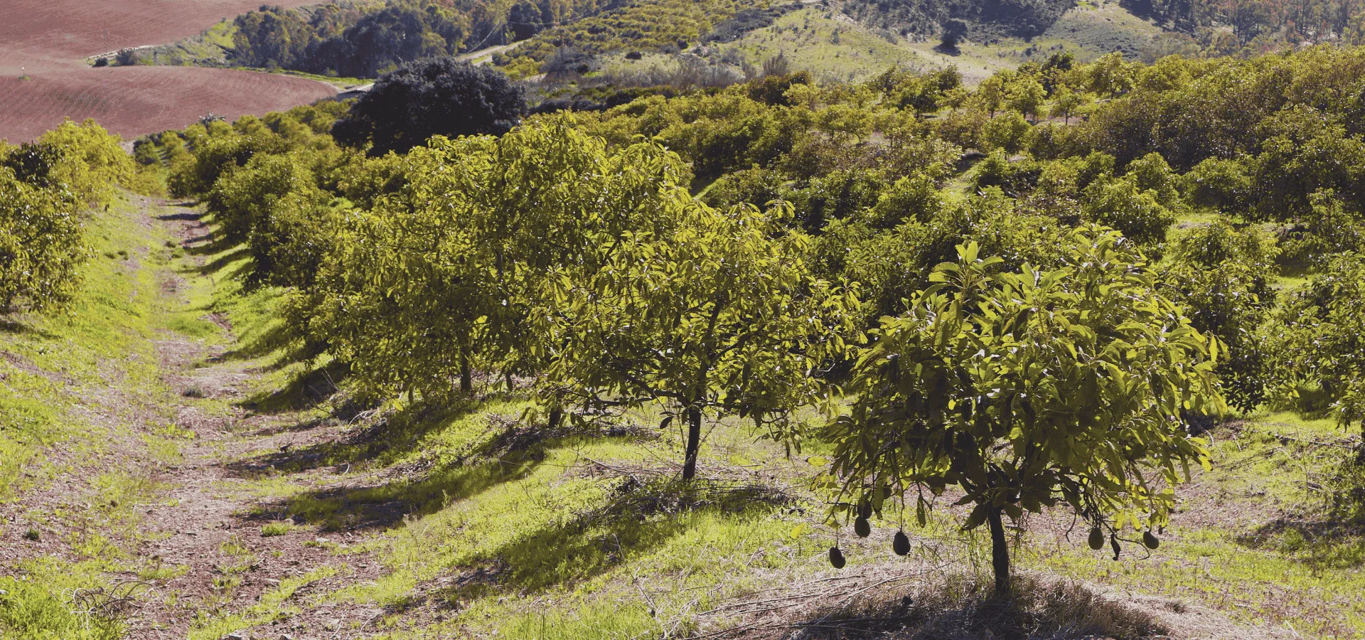 49-Hectare Agricultural Paradise: Avocado, Corn, and Mountain Farm - View 8