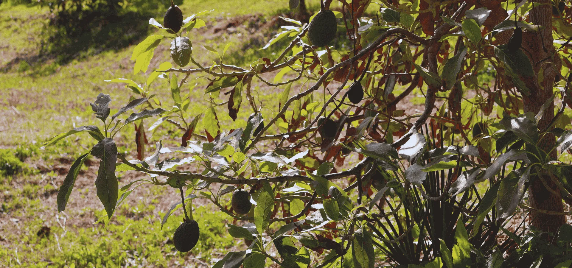 49-Hectare Agricultural Paradise: Avocado, Corn, and Mountain Farm - View 7