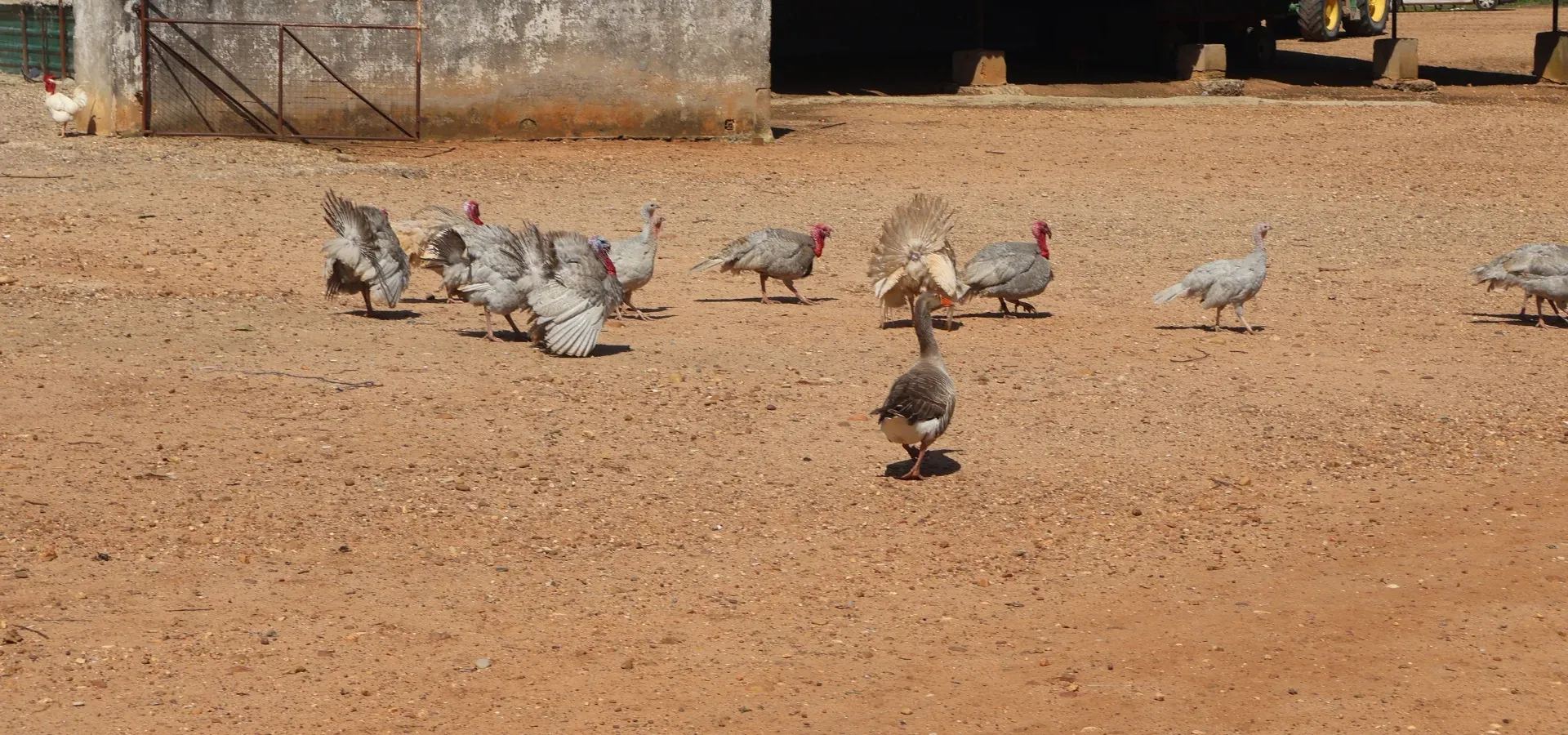 1,030 hectare farm for sale in Spain - View 10